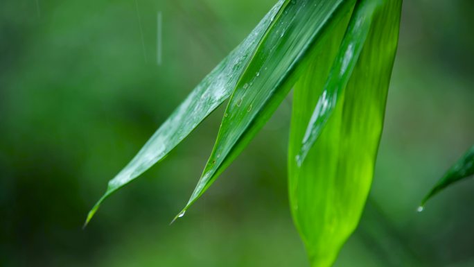 雨下雨竹叶叶子