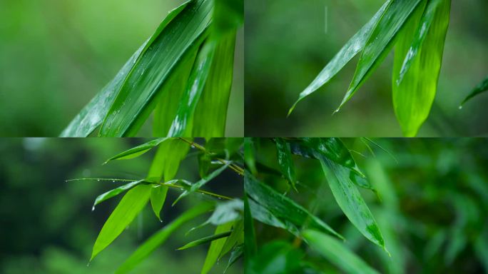 雨下雨竹叶叶子