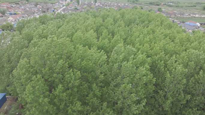 航拍山东烟台牟平区龙泉镇河北崖村杨树林