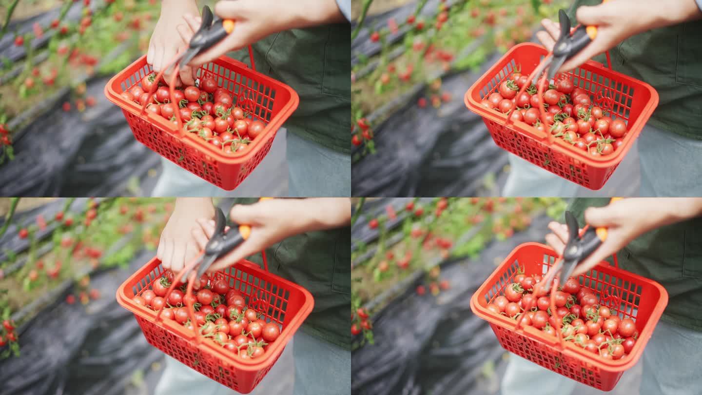西红柿小番茄采摘