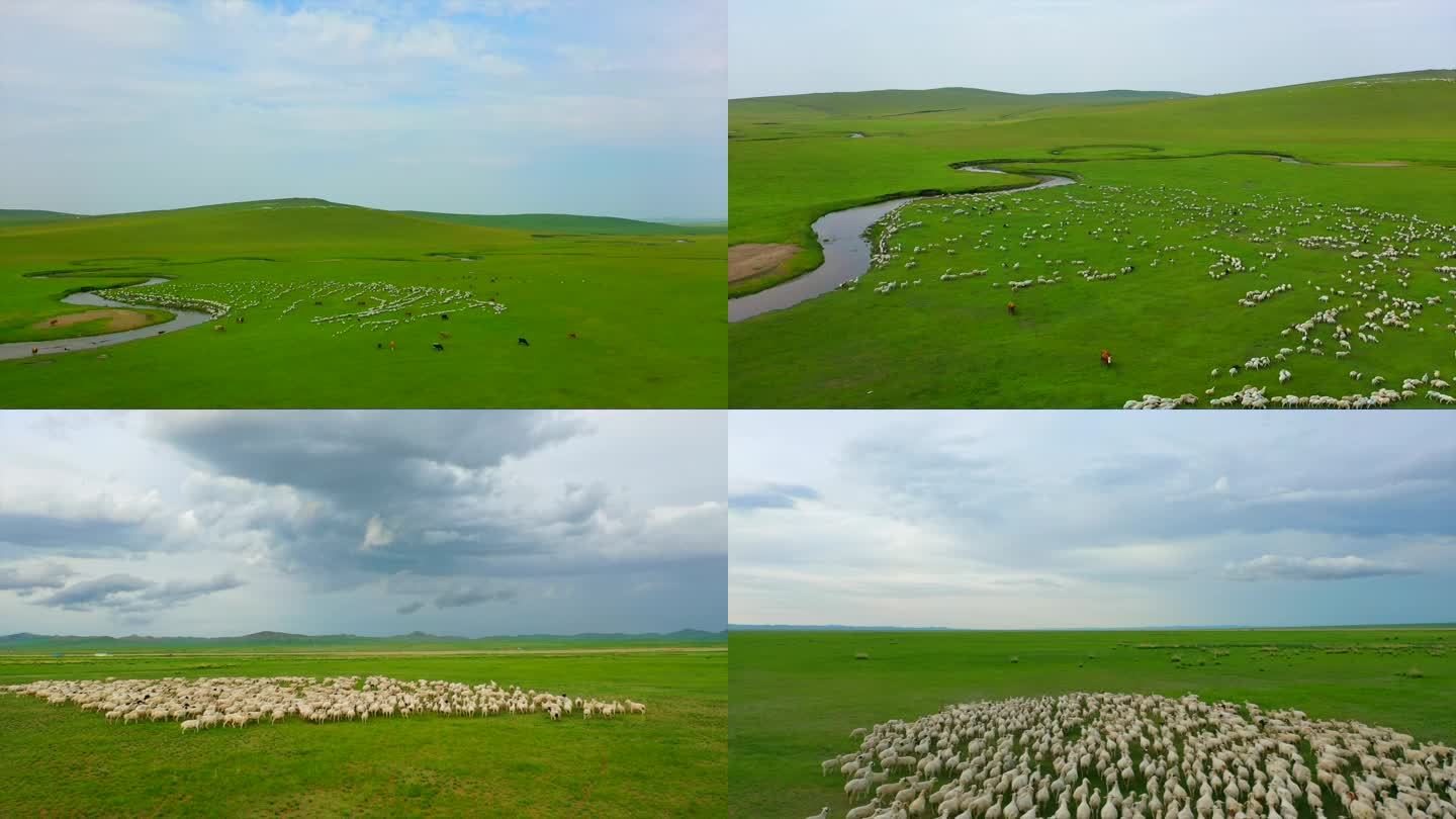 草原美景羊群奔跑