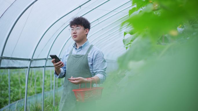 年轻男青年在蔬菜大棚内使用手机