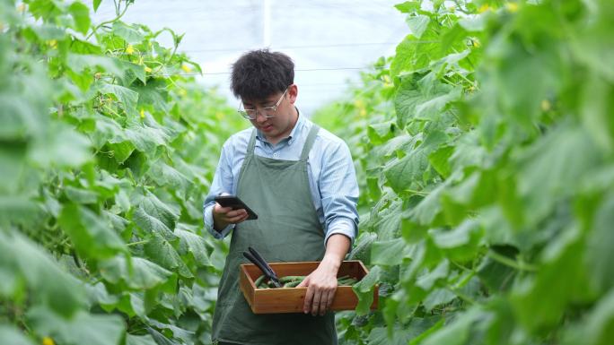 年轻男青年在蔬菜大棚内使用手机