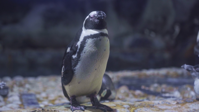 【原创4K】海洋生物斑嘴环企鹅在户外活动