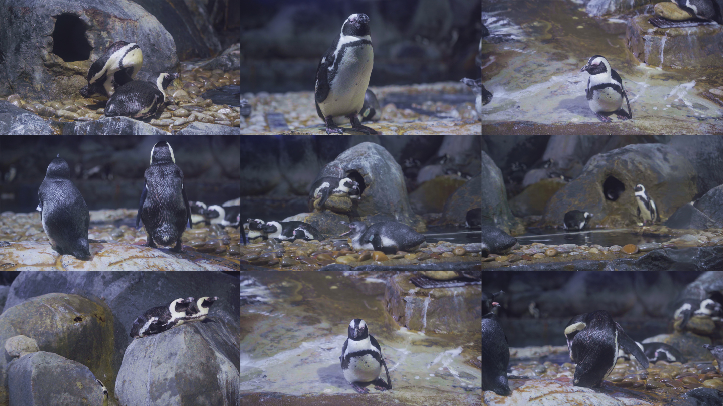 【原创4K】海洋生物斑嘴环企鹅在户外活动