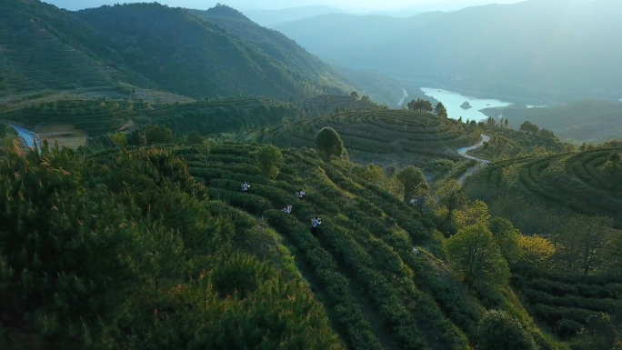 高山白茶