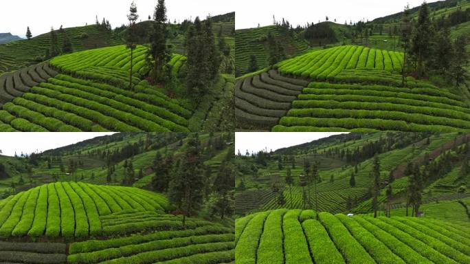 四川峨眉山下绿茶基地茶山梯田航拍