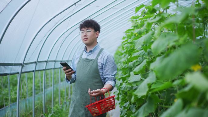 年轻男青年在蔬菜大棚内使用手机