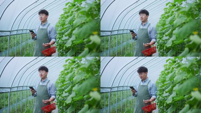 年轻男青年在蔬菜大棚内使用手机