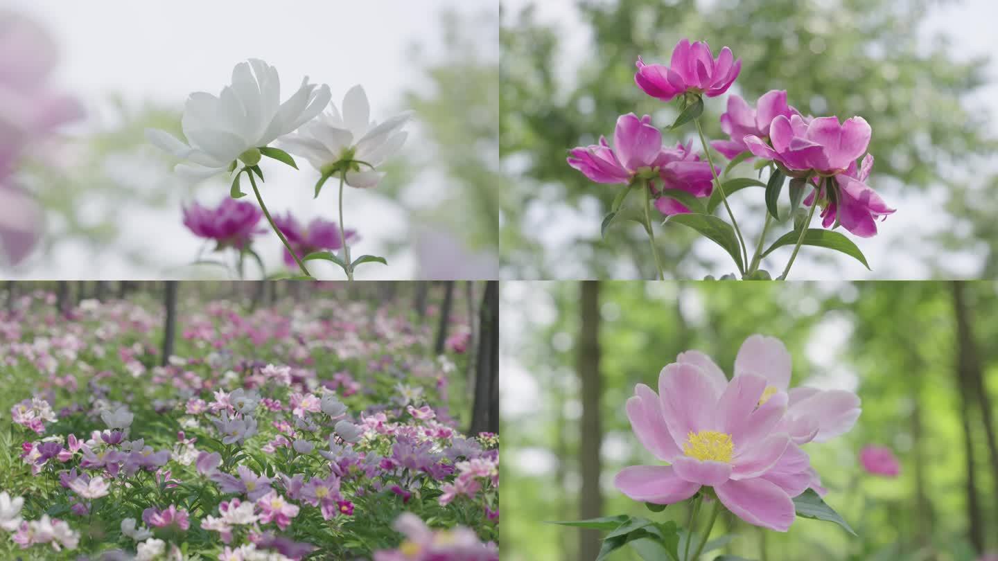 芍药花海实拍