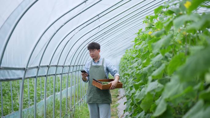 年轻男青年在蔬菜大棚内使用手机