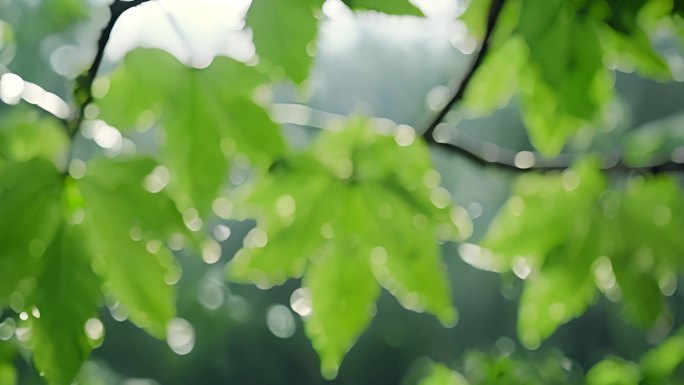 阳光下大自然植物