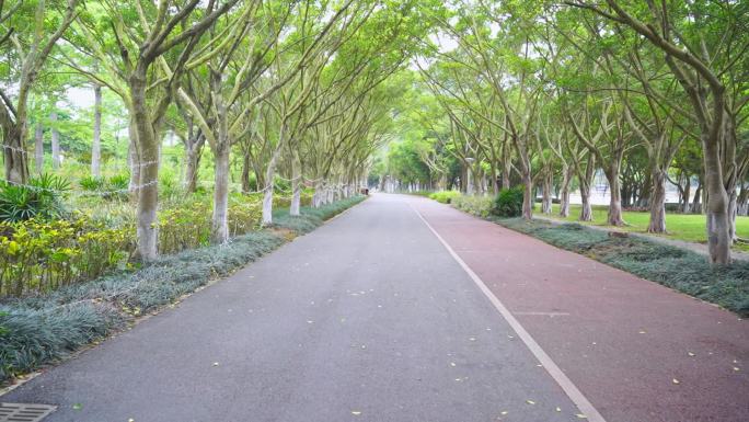 荫森树林公园道路