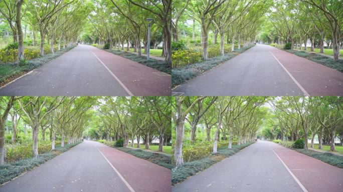荫森树林公园道路
