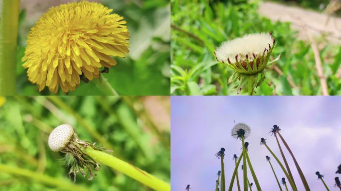 蒲公英 种子 蒲公英花 花径