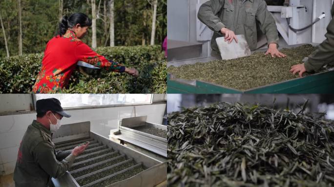 五峰茶叶绿茶生产加工销售