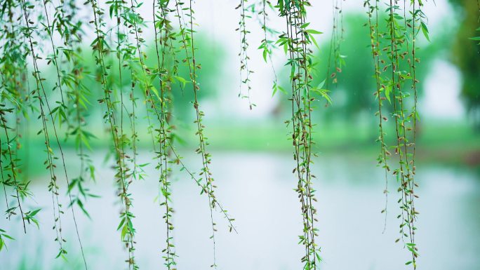 柳条 雨水