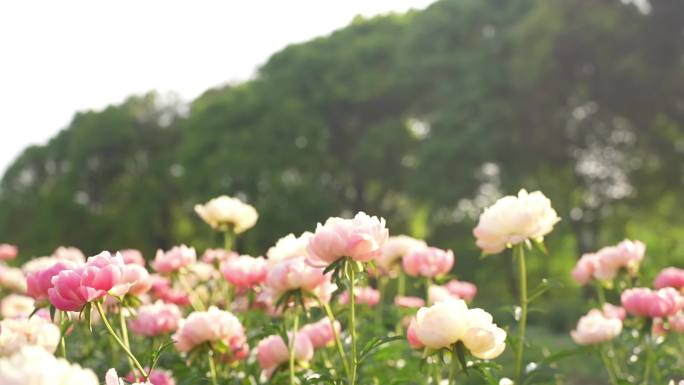 4K高清慢镜头拍摄芍药花园