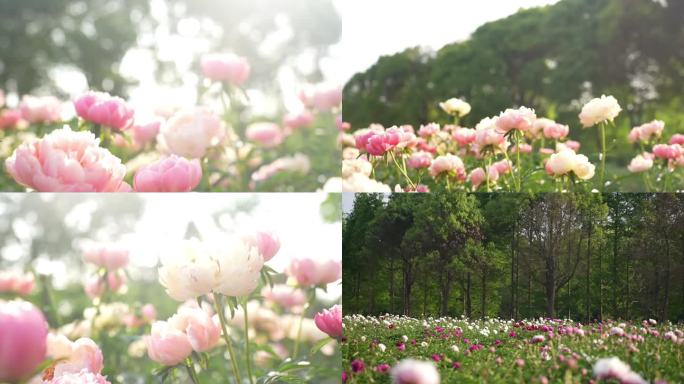 4K高清慢镜头拍摄芍药花园