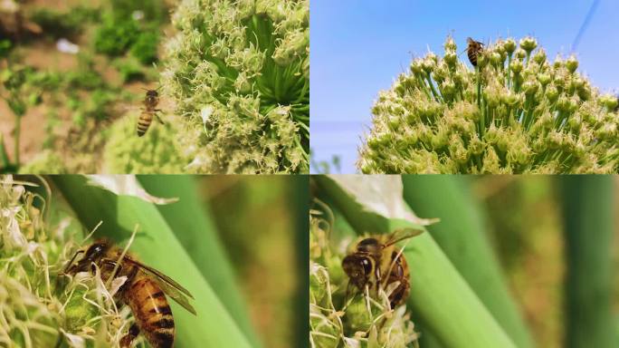 蜜蜂 4K 花蜜蜂采蜜昆虫 农业 葱花