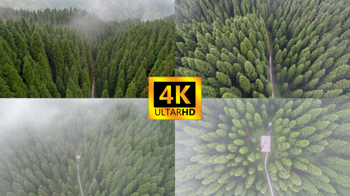 迷雾森林航拍4K
