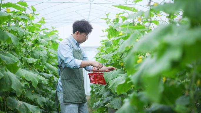 用剪刀剪摘水果小黄瓜