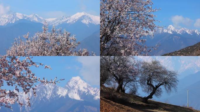 香格里拉雪达村桃花4K