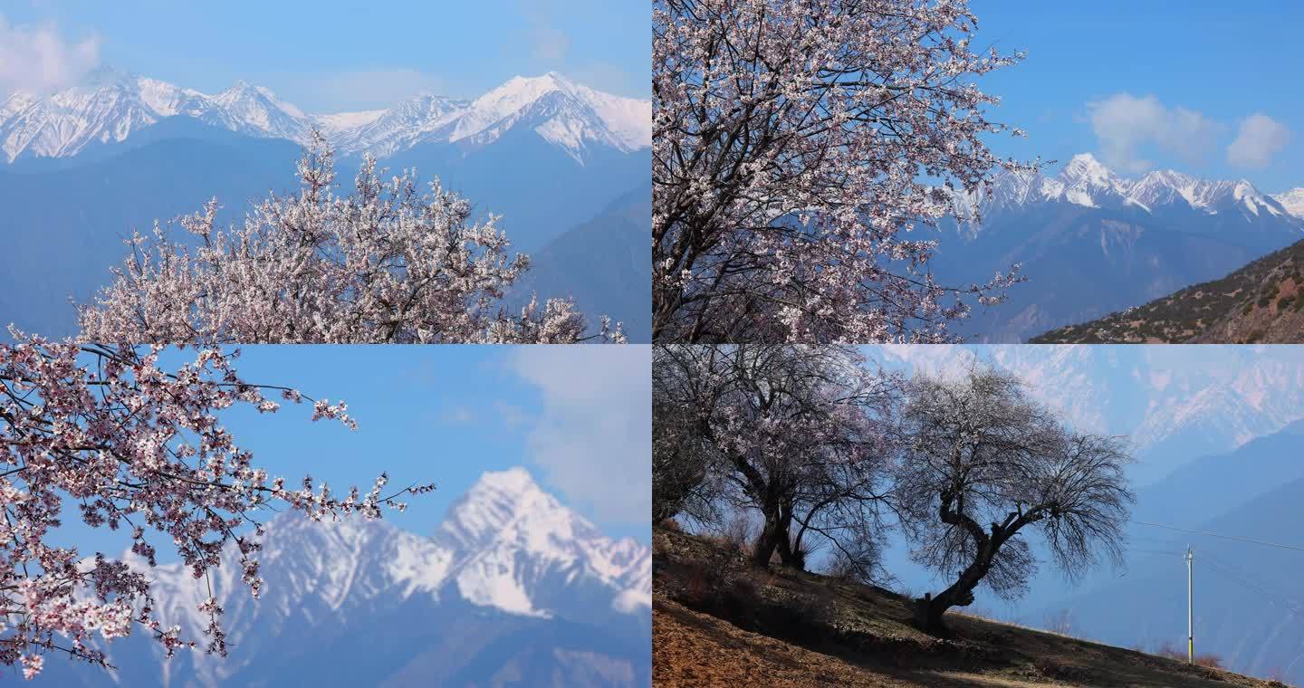 香格里拉雪达村桃花4K