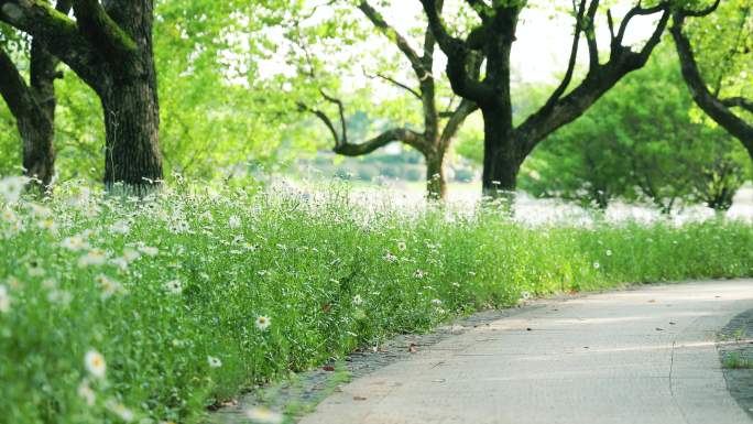 公园中的大滨菊花丛