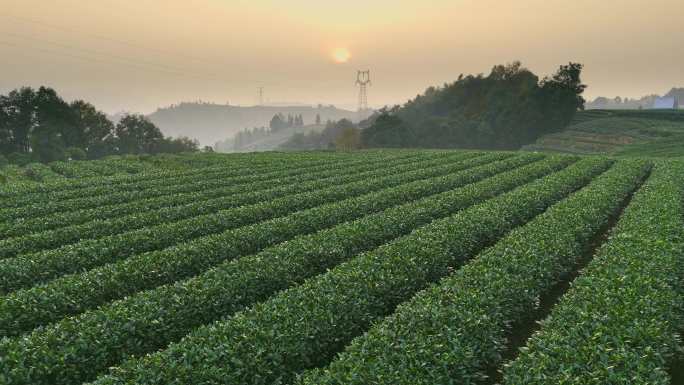 茶山茶园日出茶叶红茶绿茶