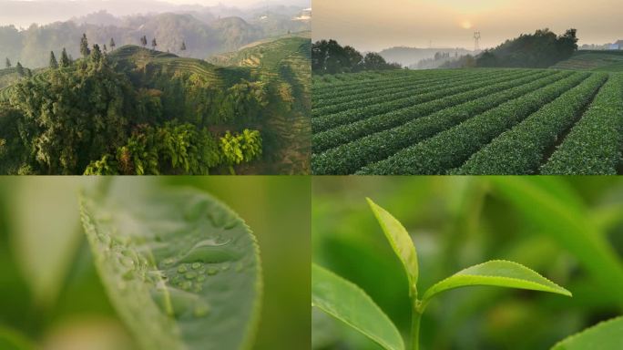 茶山茶园日出茶叶红茶绿茶