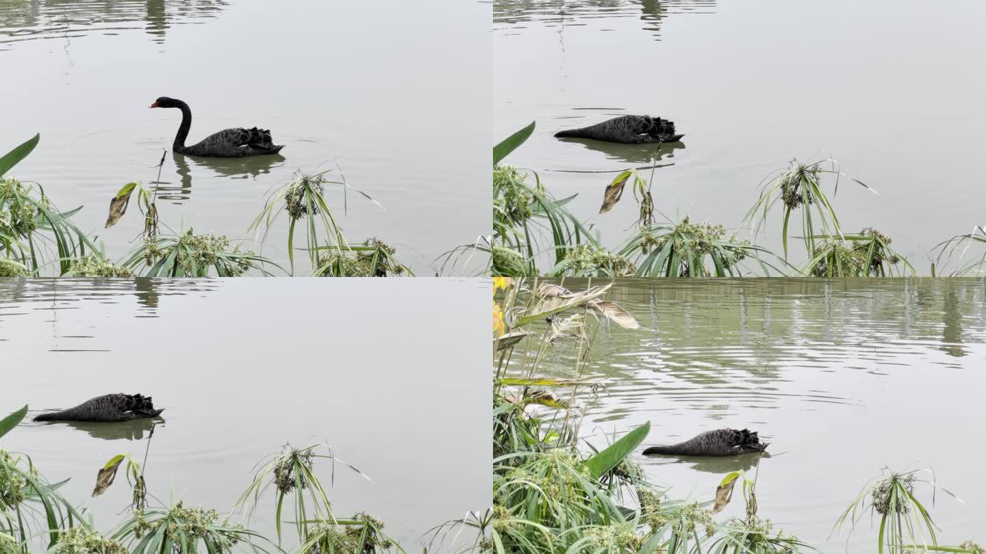 黑天鹅悠游湖面