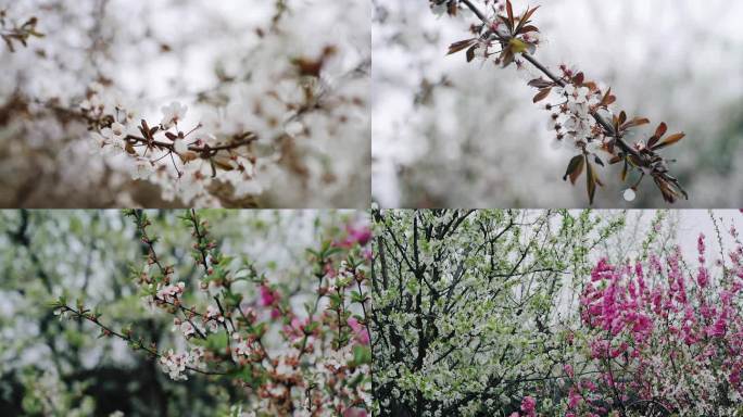 桃花素材 春天的樱花