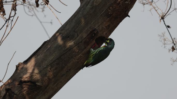 赤胸拟啄木鸟喂食后飞离巢穴