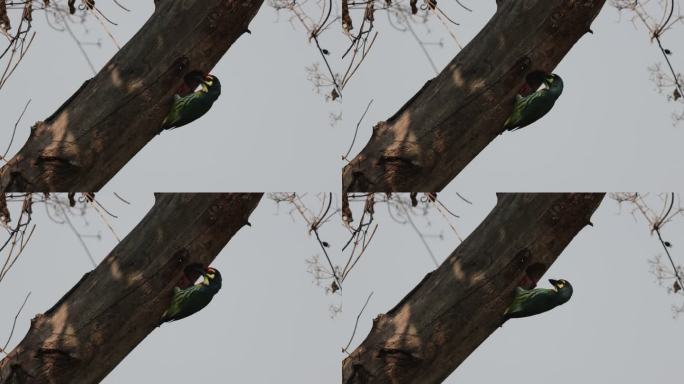 赤胸拟啄木鸟喂食后飞离巢穴