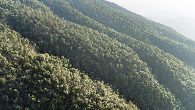 亚热带山地森林天然混交林