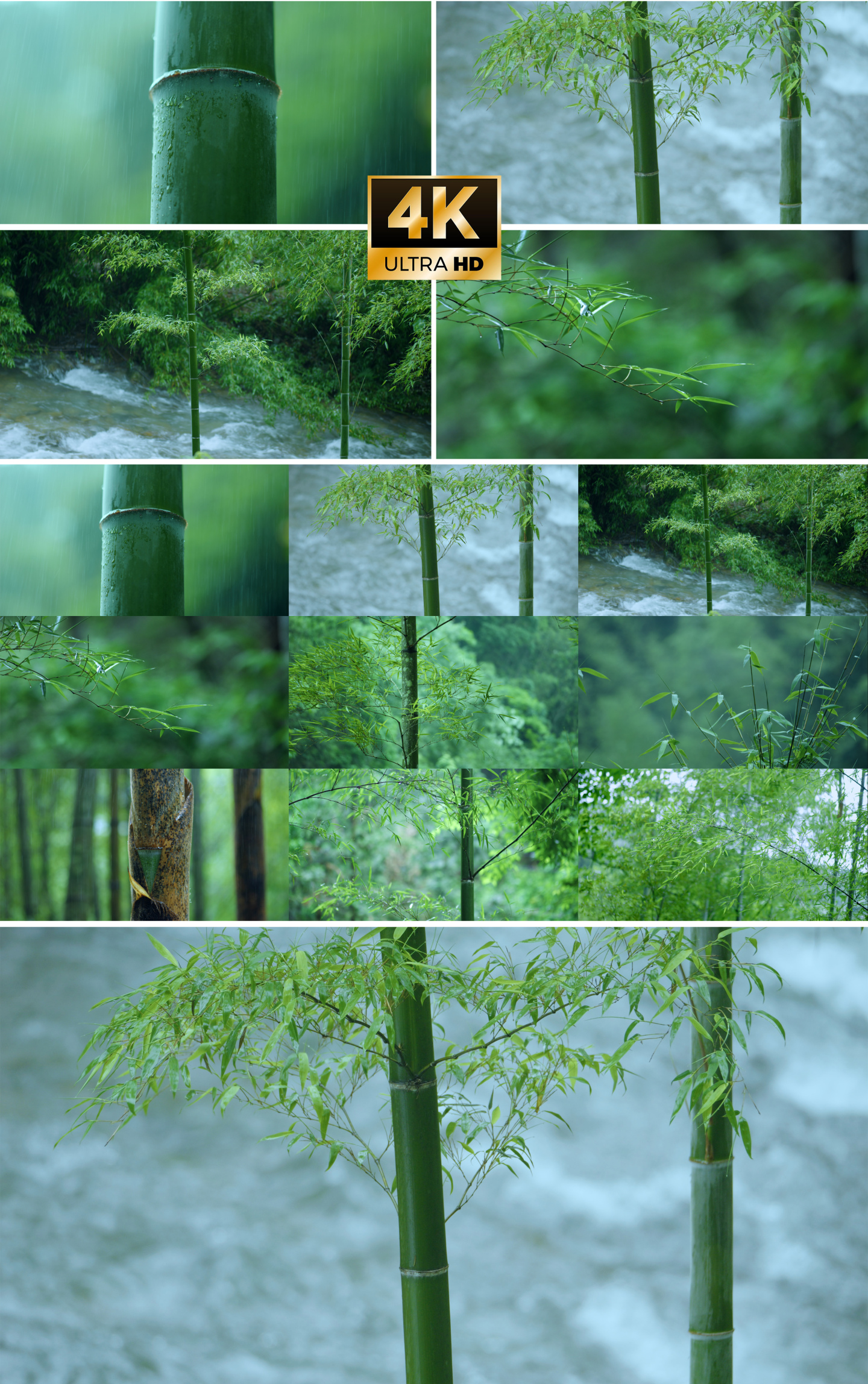 4k雨中竹林下雨天竹子竹叶滴水禅意意境竹