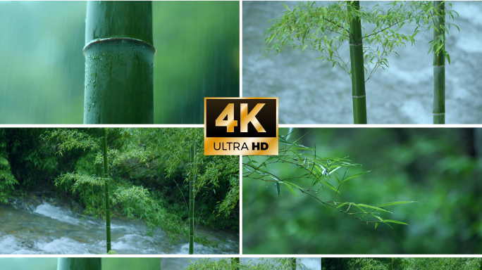 4k雨中竹林下雨天竹子竹叶滴水禅意意境竹