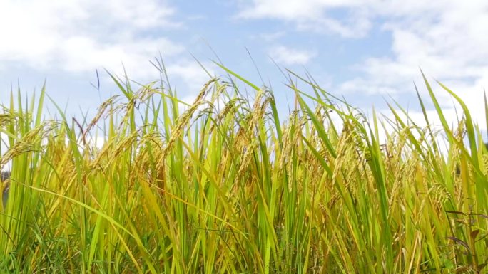 稻谷稻田小满丰收水稻农业大米丰收农田丰收