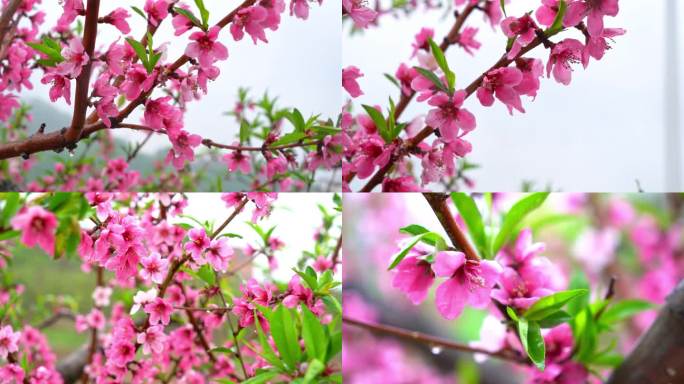 梨花带雨 桃花带雨 桃花 春雨 夏至