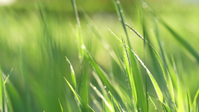 春天来了小草草地和下雨天阳光特写镜头