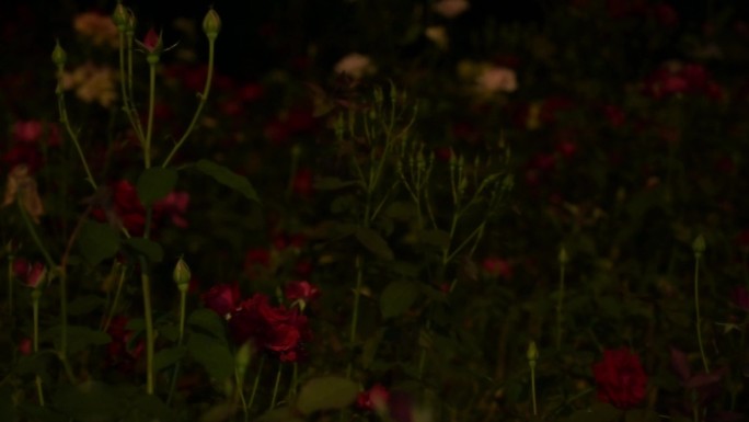 夜晚玫瑰花园鲜花红色玫瑰花
