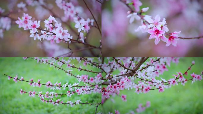 4K 细雨摇曳桃花