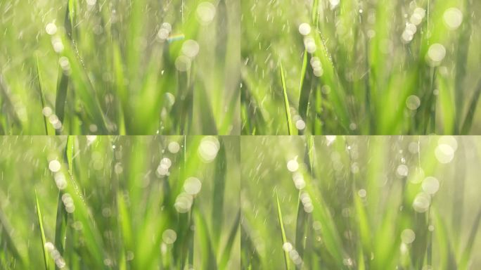 户外公园下雨天小草草丛嫩叶生机盎然