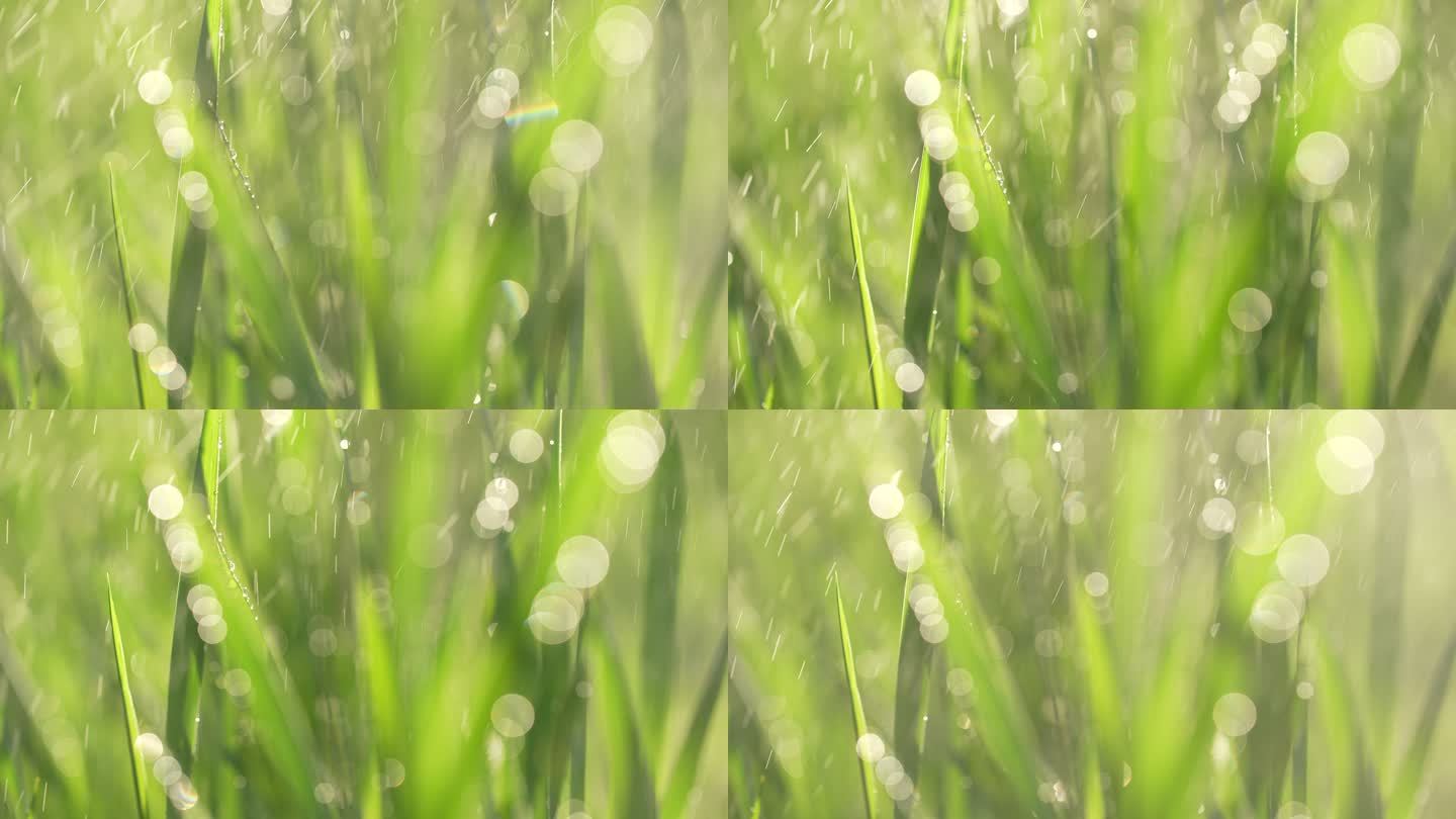 户外公园下雨天小草草丛嫩叶生机盎然