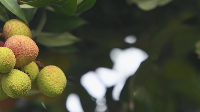 立夏荔枝成熟