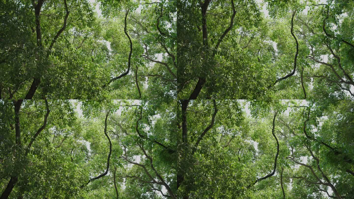 4k 唯美绿植阳光下树木空镜