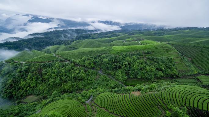 航拍山区云雾袅绕的茶山4K