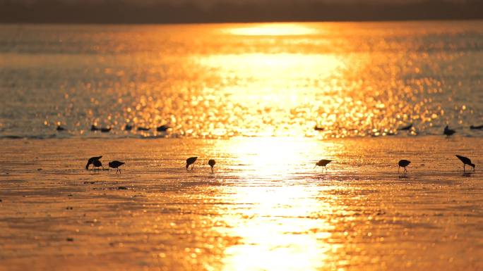 日出金光滩涂海边鸟觅食