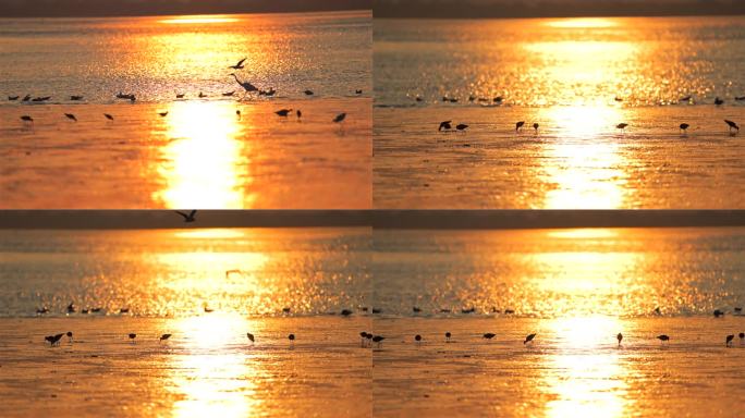 日出金光滩涂海边鸟觅食